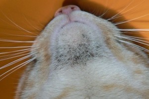 acne felina ad uno stadio iniziale su gatti a pelo bianco
